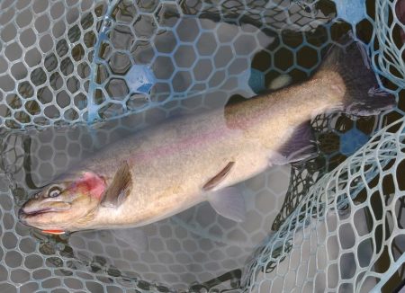 意外に難しかった岡崎トラウトポンド